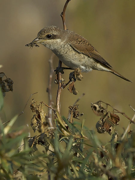 Pikkulepinkäinen, Red-backed Shrike, Lanius collurio